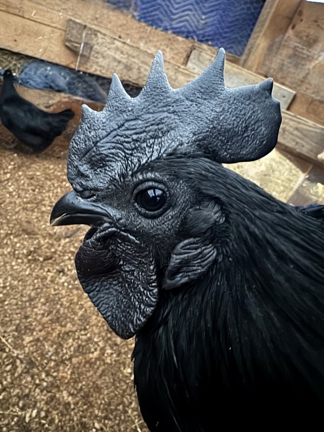 Black Ayam Cemani rooster at Babbitt Hill Homestead against a wooden barn wall